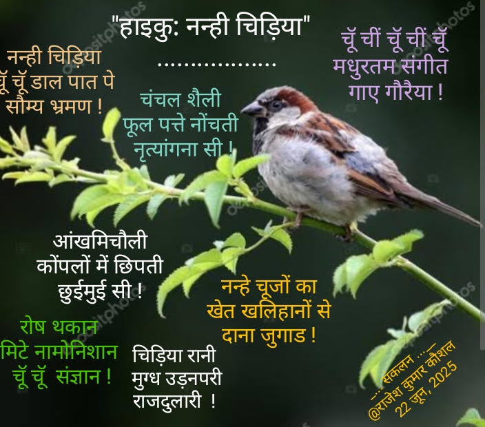 हाइकु: नन्ही चिड़िया