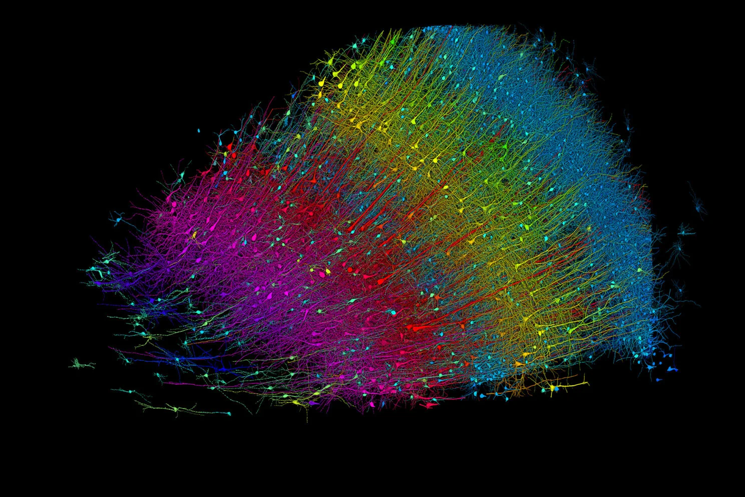Researchers publish largest-ever dataset of neural connections