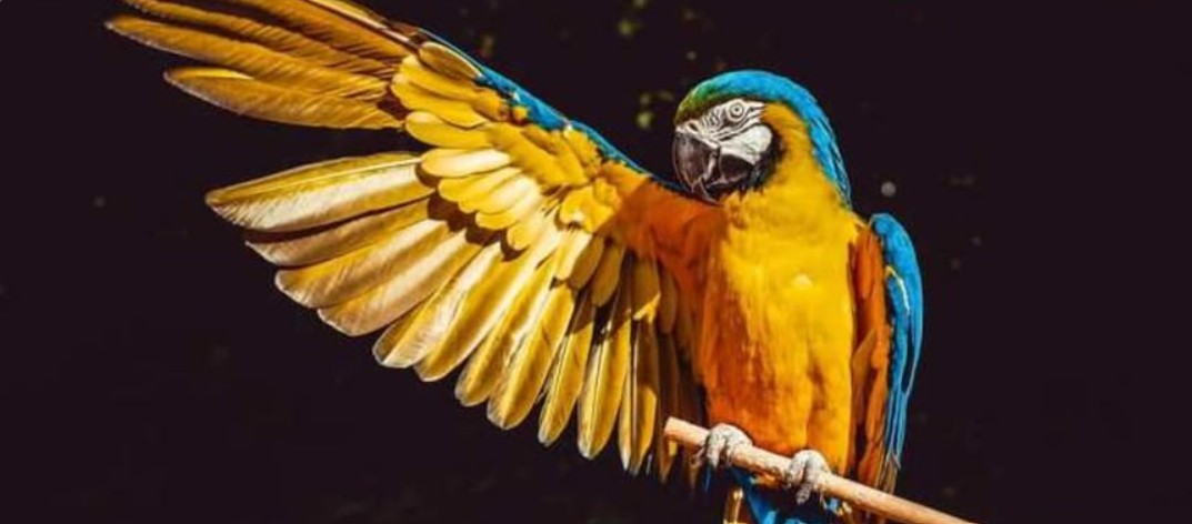 May 31st - World Parrot Day - 31 मई - विश्व तोता दिवस
